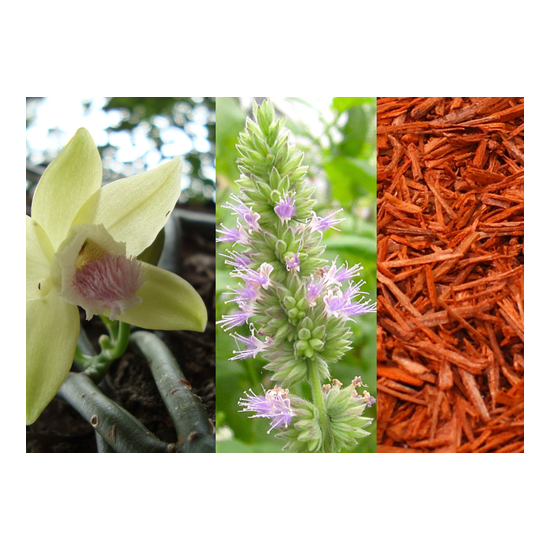 Vanilla, Patchouli & Sandalwood - Fragrance Oil