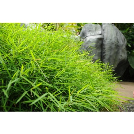 Australian Bamboo Grass - Fragrance Oil