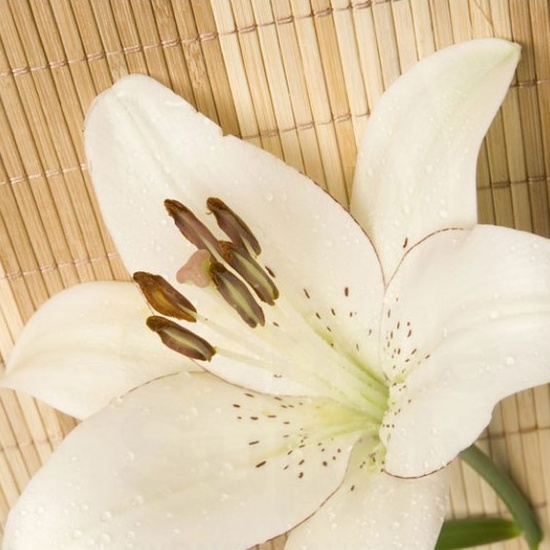 Bamboo & White Lily - Fragrance Oil