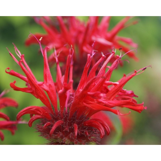 Bergamot & Banksia - Fragrance Oil