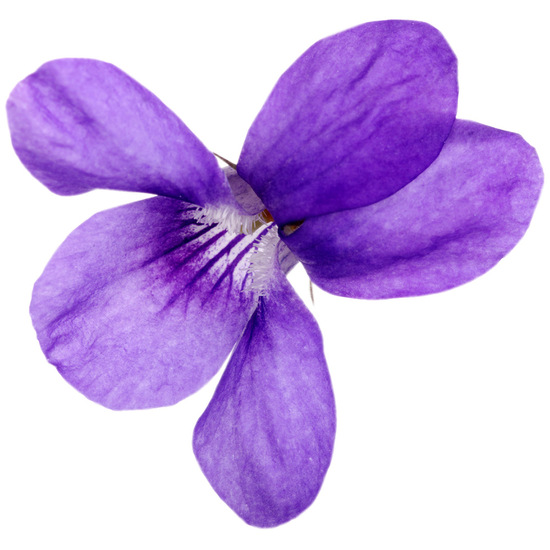 Violet Leaf - Fragrance Oil