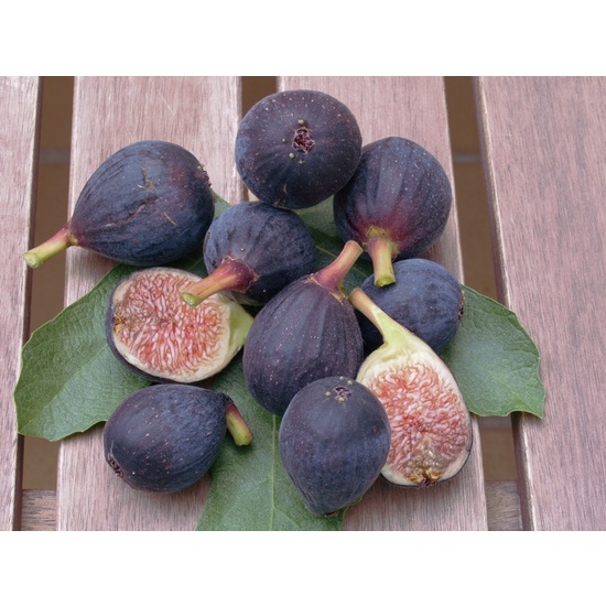 Black Fig & Guava - Fragrance Oil