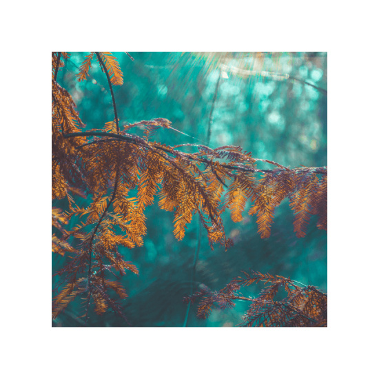 Blue Cypress & Jasmine - Fragrance Oil