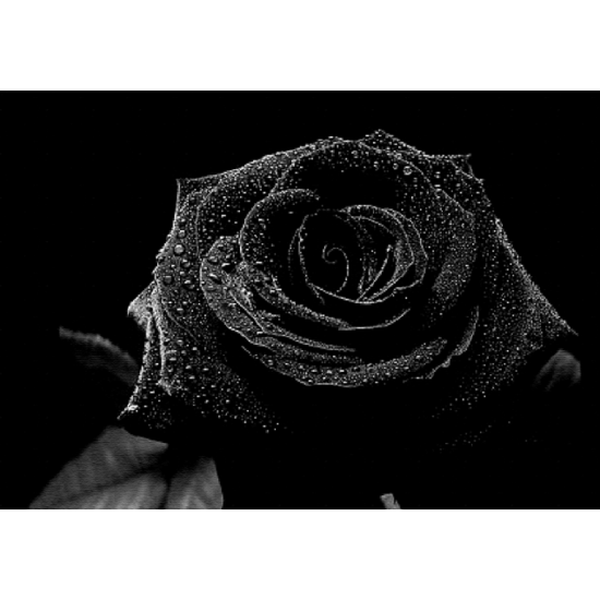 Black Rose & Oud - Fragrance Oil