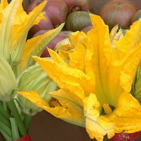 Pumpkin Blossom - Fragrance Oil