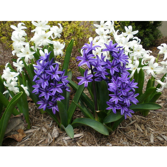 Blooming Hyacinth - Fragrance Oil