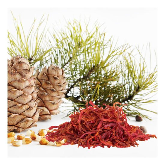 Cedar & Saffron - Fragrance Oil (55ml)