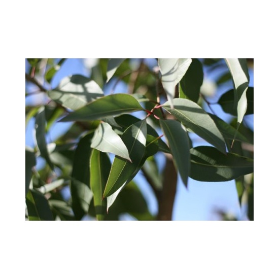 Eucalyptus Citriodora - Fragrance Oil