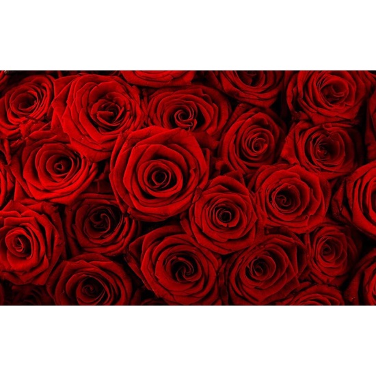 Rose Absolute - Fragrance Oil