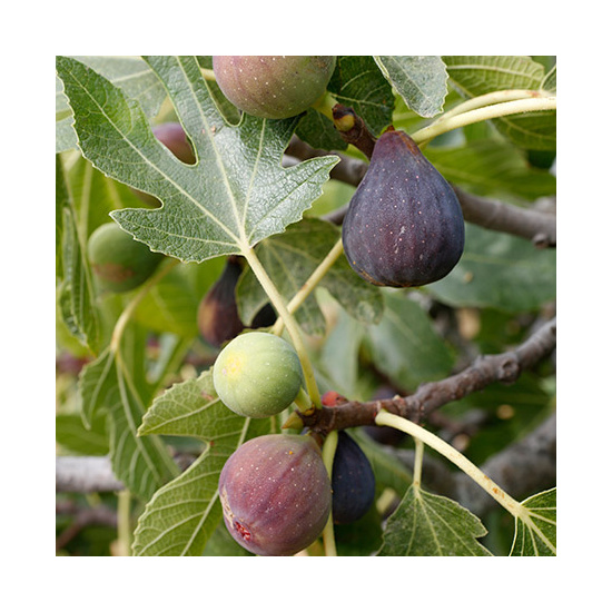 Fig Tree - Fragrance Oil