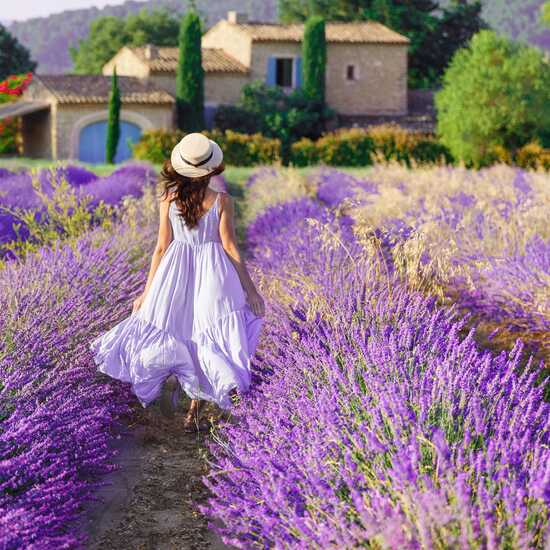 French Lavender - Fragrance Oil