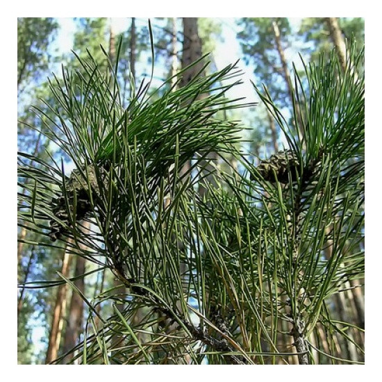 Fresh Pine & Fir Needle - Fragrance Oil