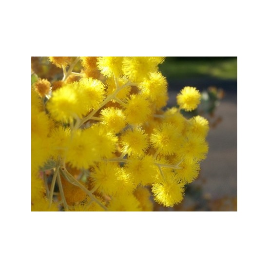 Golden Wattle - Fragrance Oil