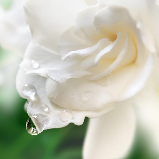 Gardenia Blossom - Fragrance Oil