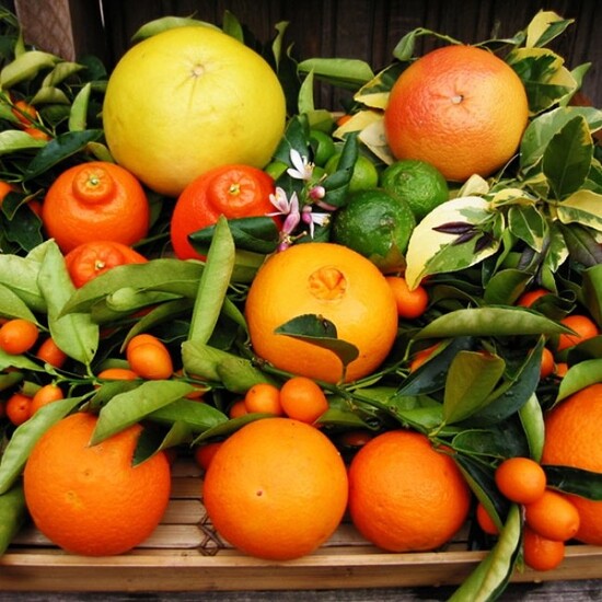 Sun Drenched Clementine - Fragrance Oil