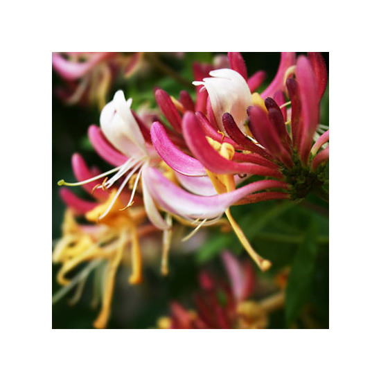 Honeysuckle Jasmine - Fragrance Oil