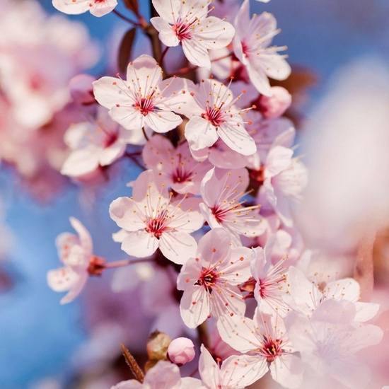 Japanese Cherry Blossom - Fragrance Oil