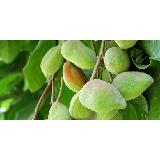 Kakadu Plum & Bush Cucumber - Fragrance Oil (250ml)