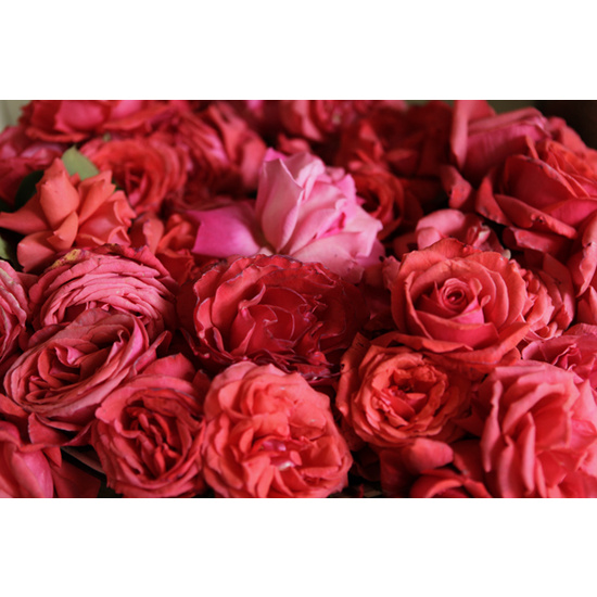 Turkish Rose - Fragrance Oil