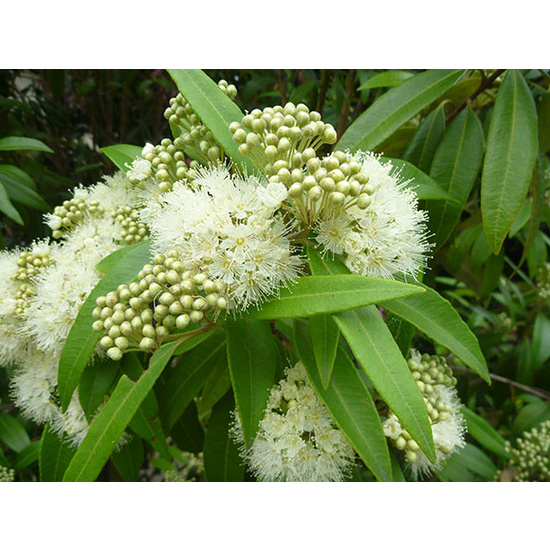 Lemon Myrtle - Fragrance Oil