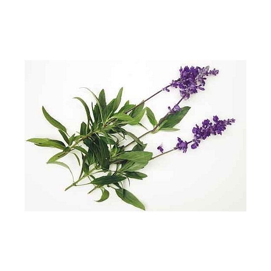 Lemongrass & Sage - Fragrance Oil (55ml)