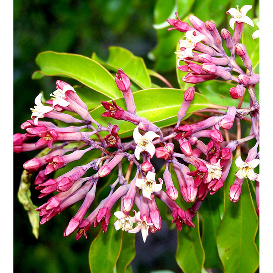 Sandalwood & Honeysuckle Leaf - Fragrance Oil (55ml)
