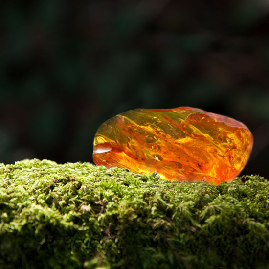 Oakmoss & Amber - Fragrance Oil (250ml)