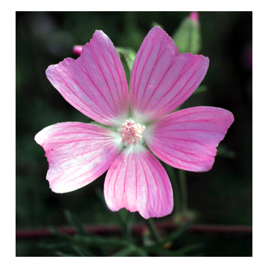 Patchouli & Musk - Fragrance Oil