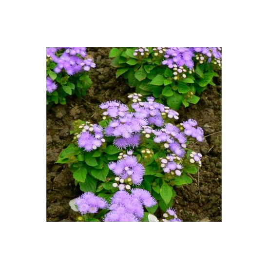 Patchouli - Fragrance Oil