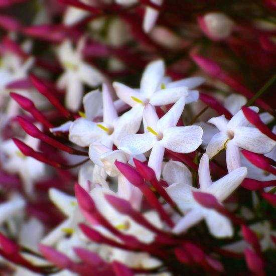 Pink Jasmine & Violet - Fragrance Oil