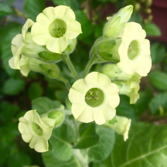 Tobacco Flower & Oak - Fragrance Oil