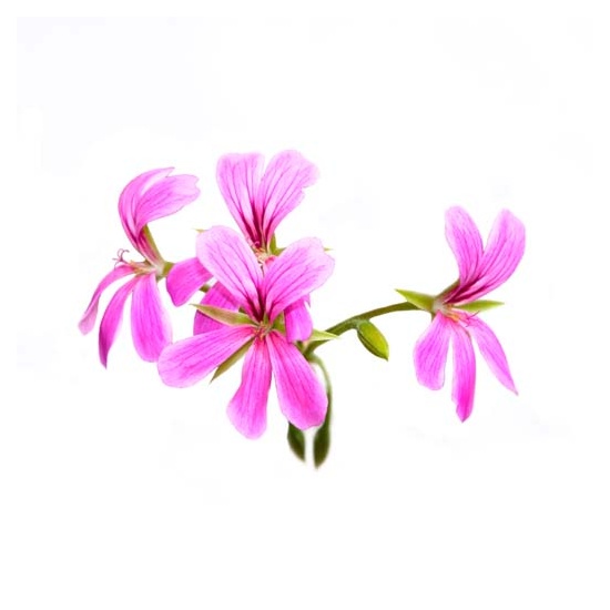Rose Geranium - Fragrance Oil (55ml)