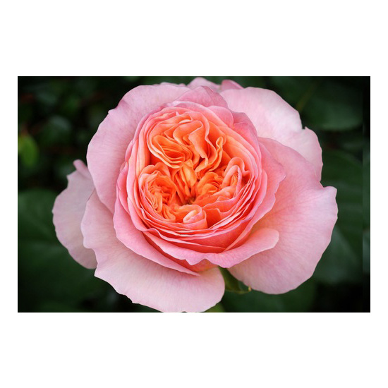 Rose Victorian - Fragrance Oil (55ml)