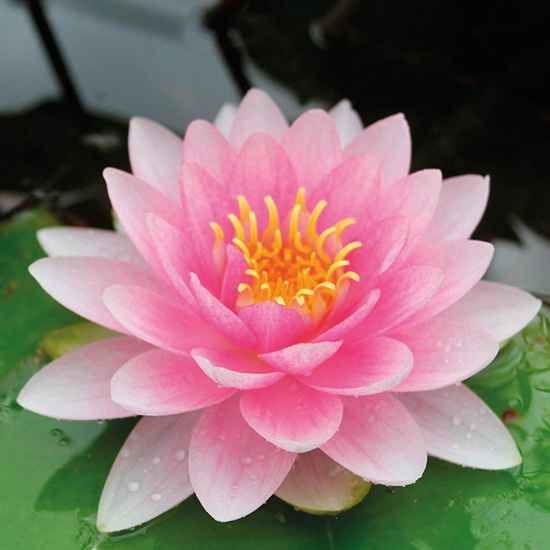 Sea Mist & Waterlily - Fragrance Oil (55ml)
