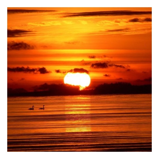 Sonoma Sunset - Fragrance Oil (55ml)