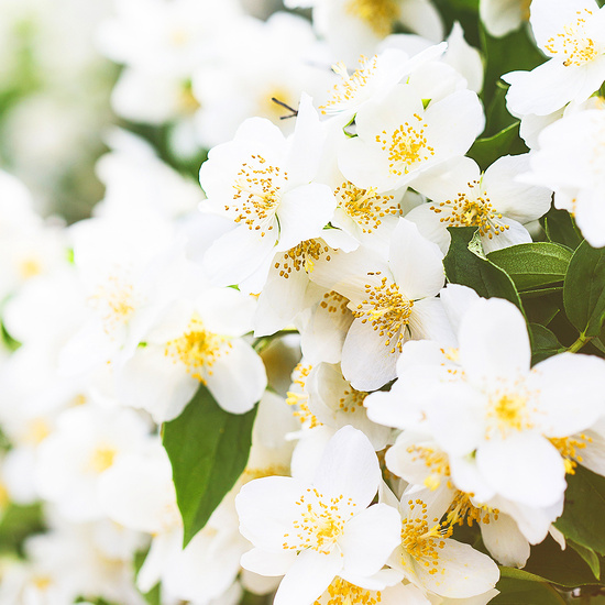 Satin Jasmine - Fragrance Oil