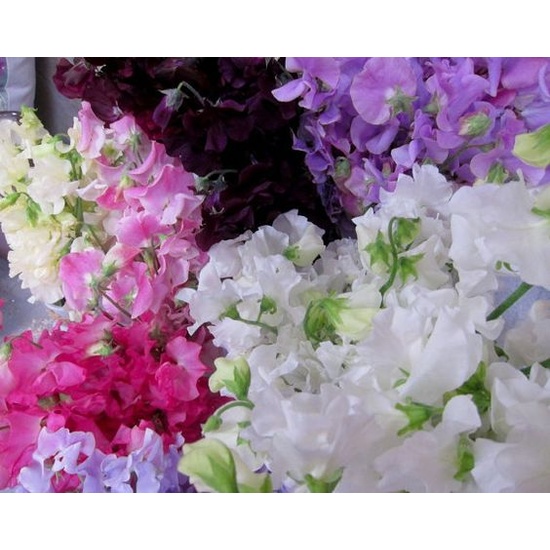 Sweet Pea & Jasmine - Fragrance Oil