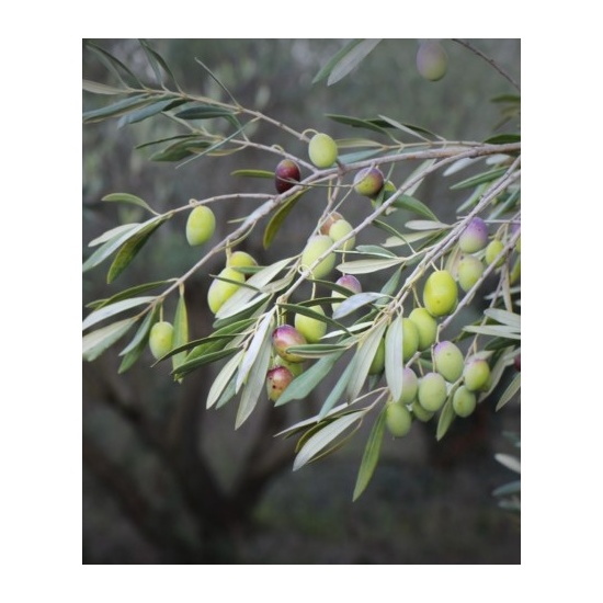 Thyme & Olive Leaf - Fragrance Oil (100ml)