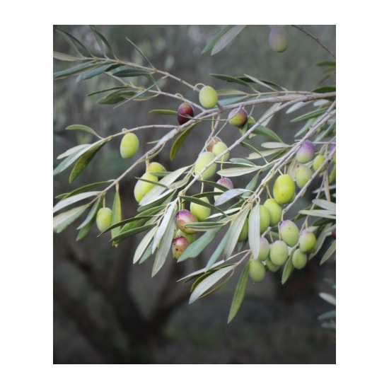Thyme & Olive Leaf - Fragrance Oil (250ml)
