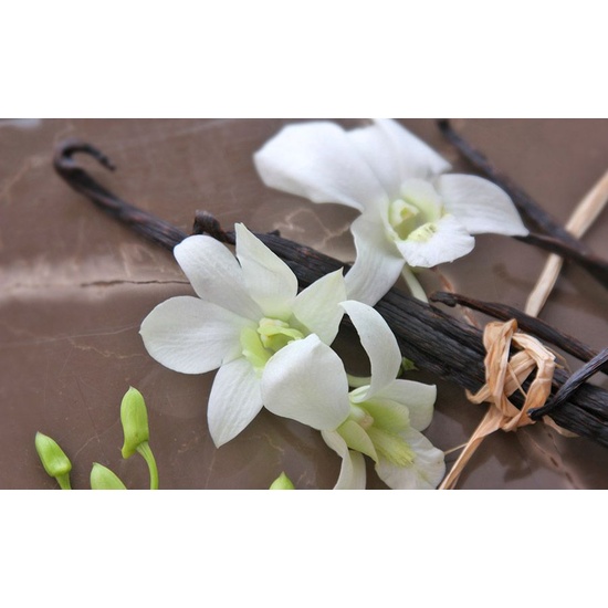 Under The Palms - Fragrance Oil (250ml)