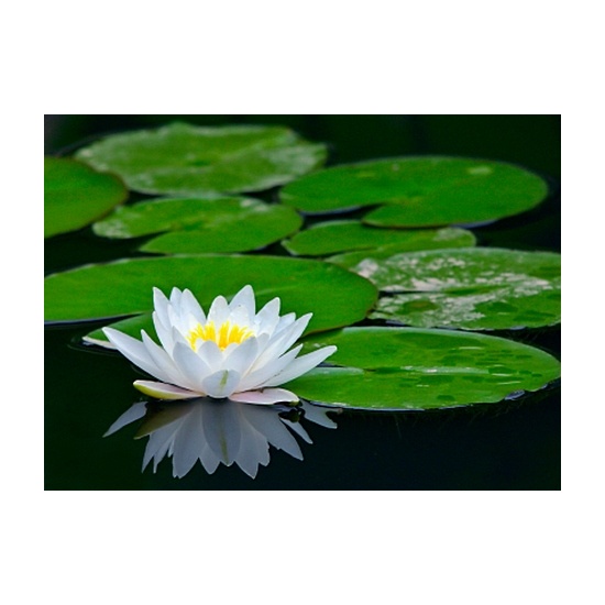 Waterlily - Fragrance Oil