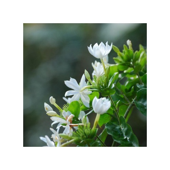 White Jasmine & Ivy - Fragrance Oil