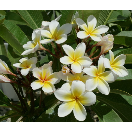 White Frangipani - Fragrance Oil (55ml)