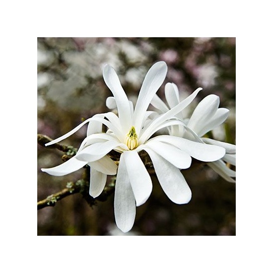 White Magnolia & Citrus - Fragrance Oil