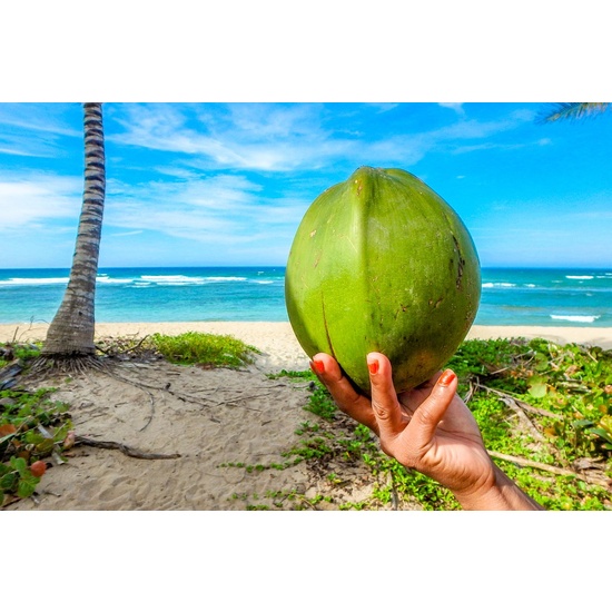 Coco Beach - Fragrance Oil