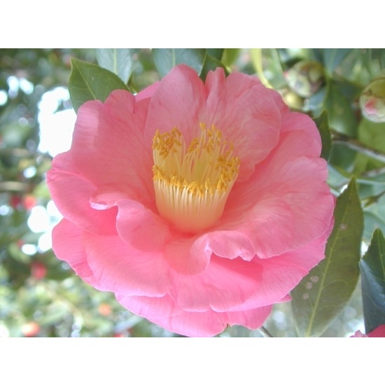 Camellia & Pink Lotus - Fragrance Oil