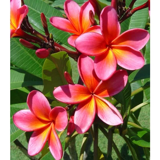 Hawaiian Frangipani - Fragrance Oil