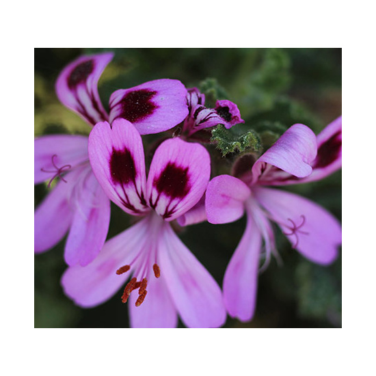 Rose Geranium & Bergamot - Fragrance Oil