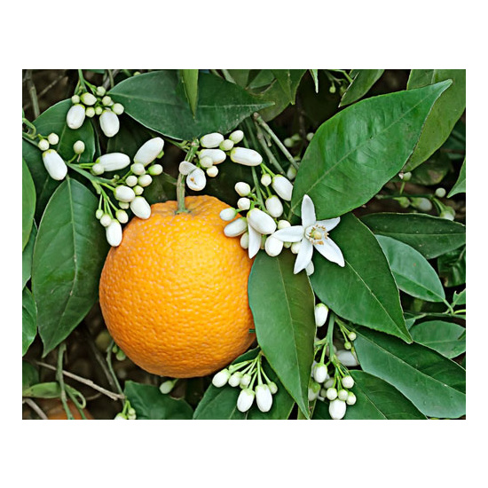 Sweet Neroli & Basil - Fragrance Oil (250ml)