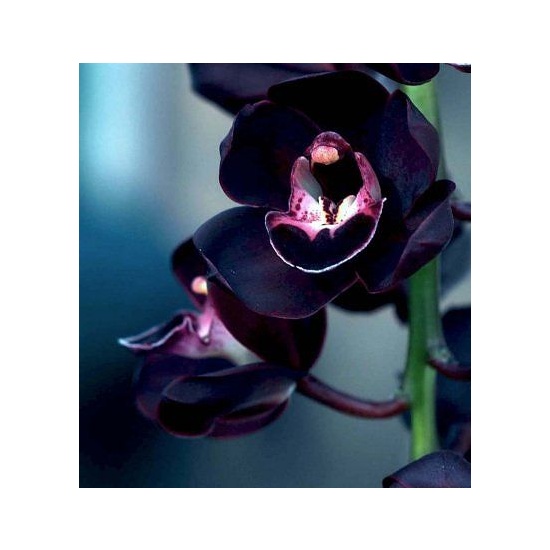 Ginger & Black Orchid - Fragrance Oil